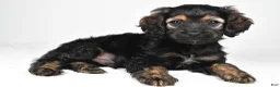 Cockapoo dogs for sale: Harvey - Ad 1