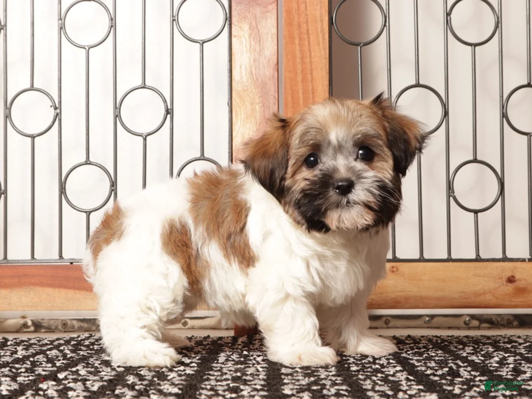 Havanese dogs for sale: Lulu ACA Female Havanese  - Ad 2
