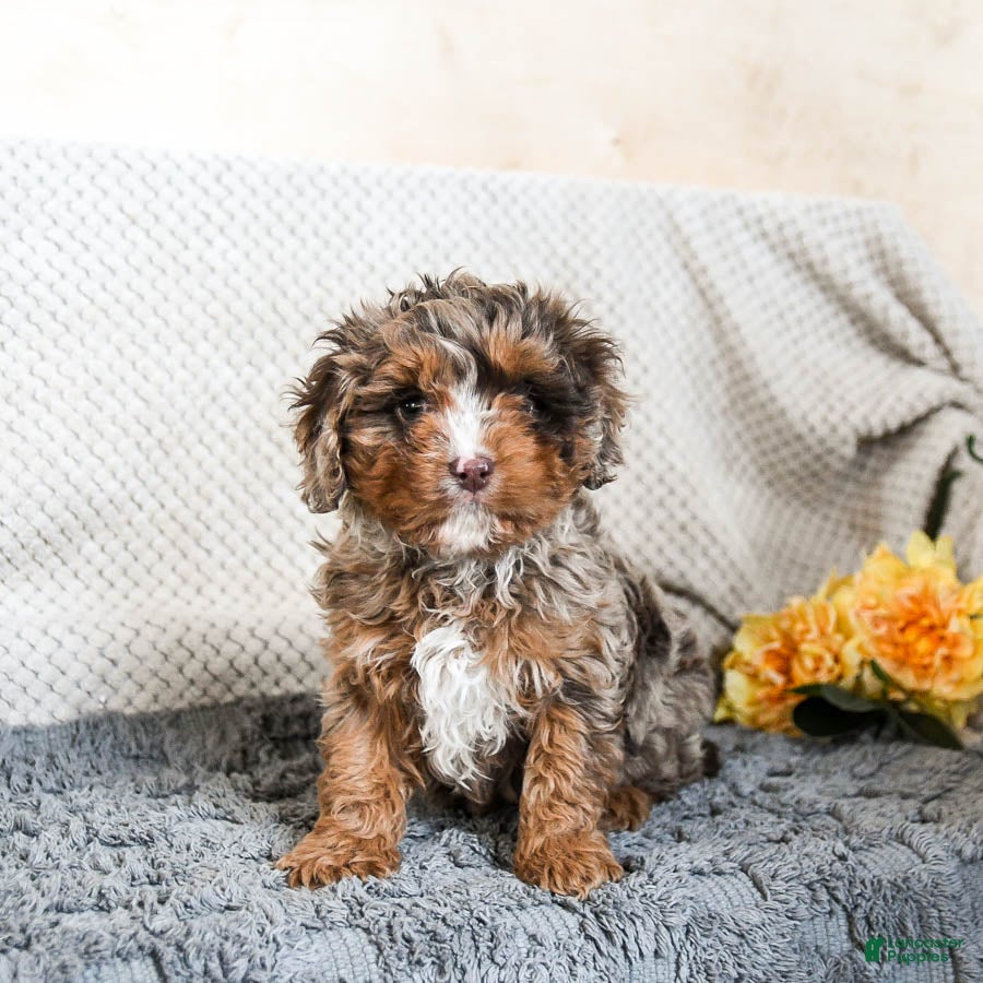 Cavapoo dogs Oscar - Ad 3