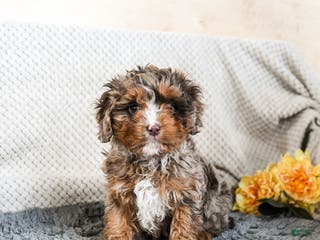 Cavapoo dogs Oscar - Ad 34