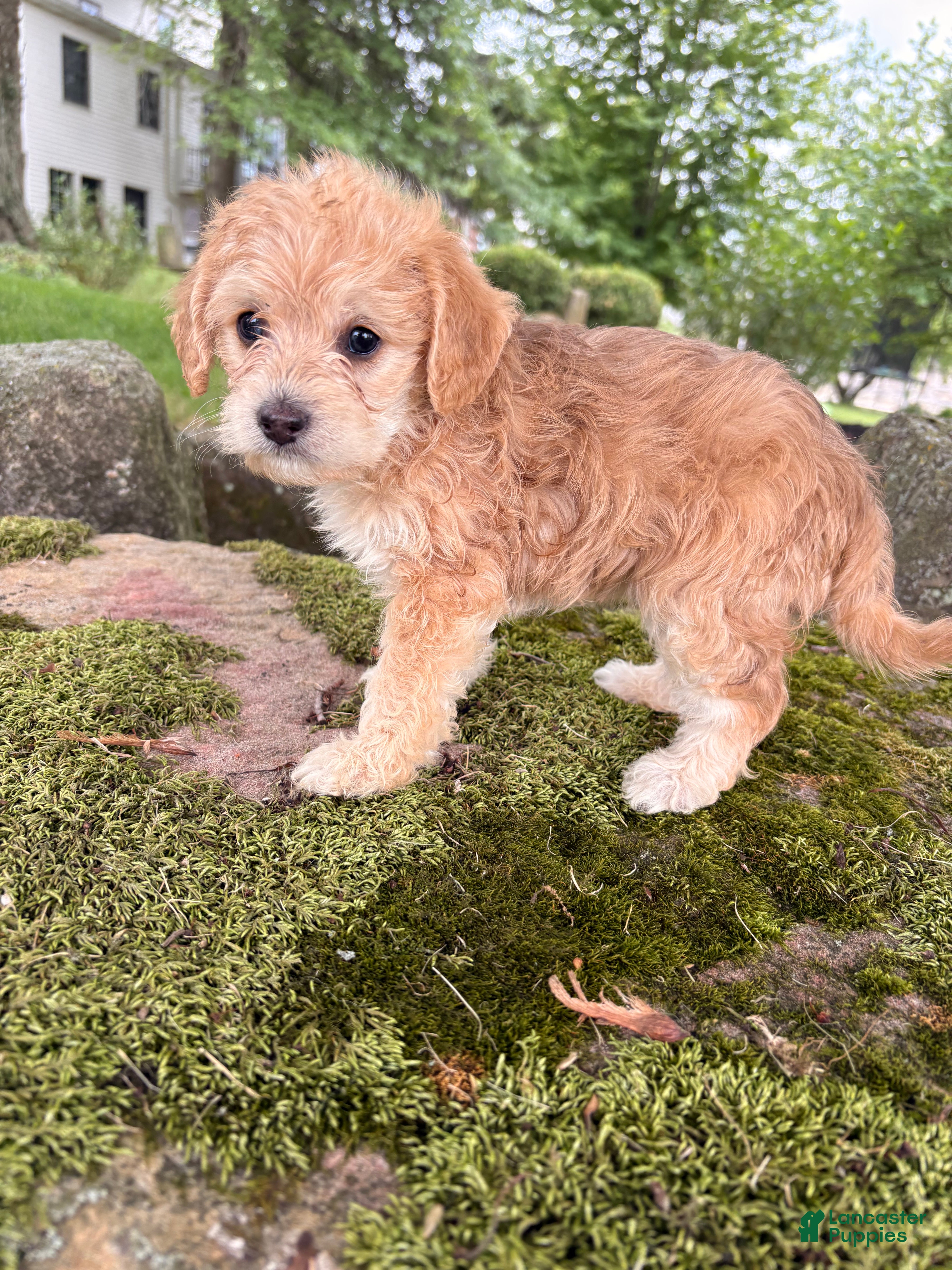Corgipoo dogs Daisy-F1B-CorgiPoo  - Ad 2