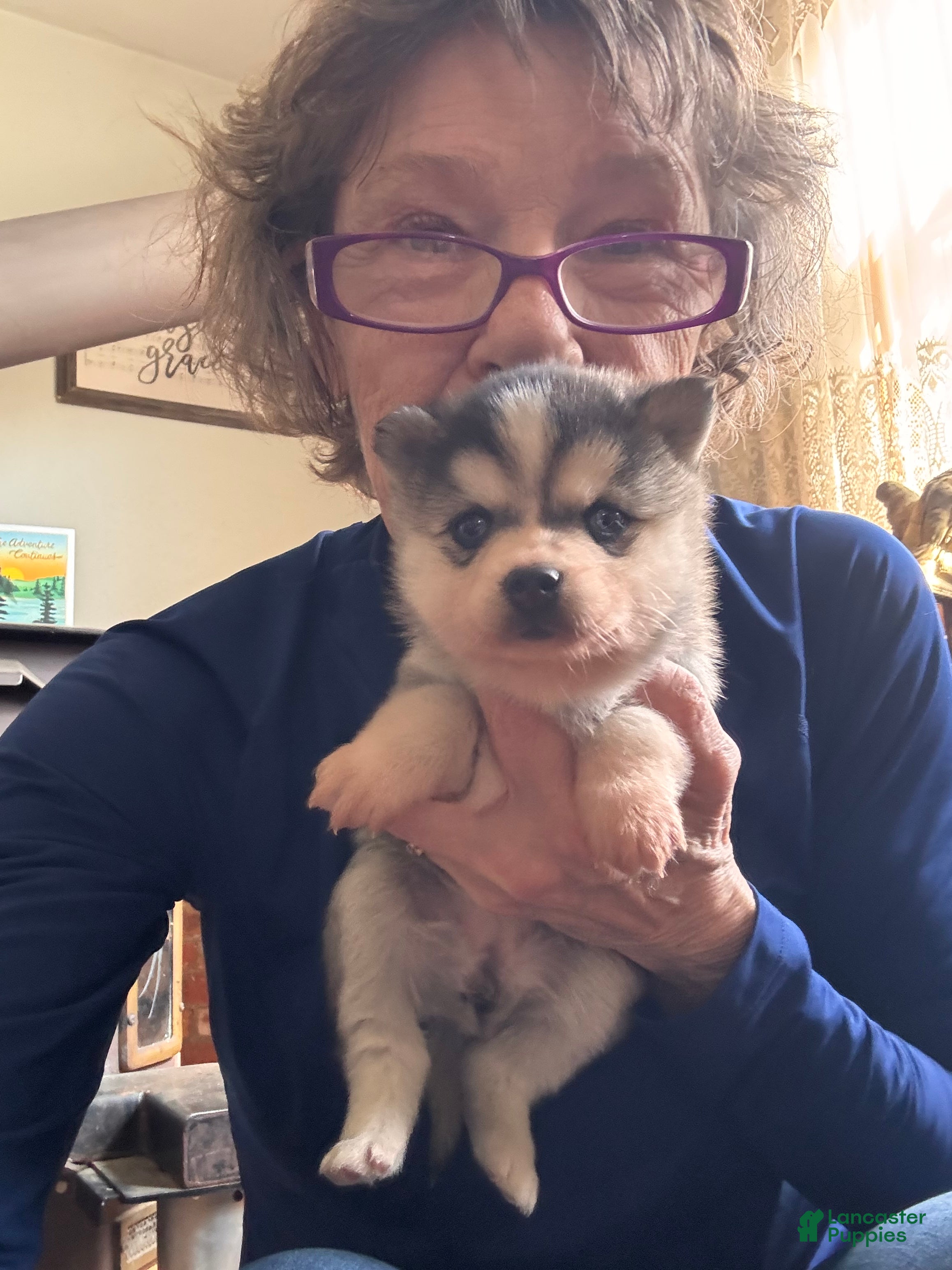 Alaskan Klee Kai dogs Kenny - Ad 12