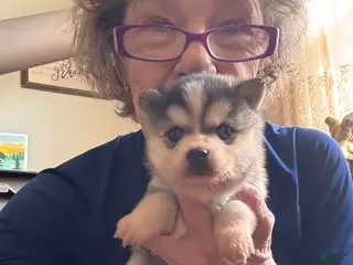 Alaskan Klee Kai dogs Kenny - Ad 12