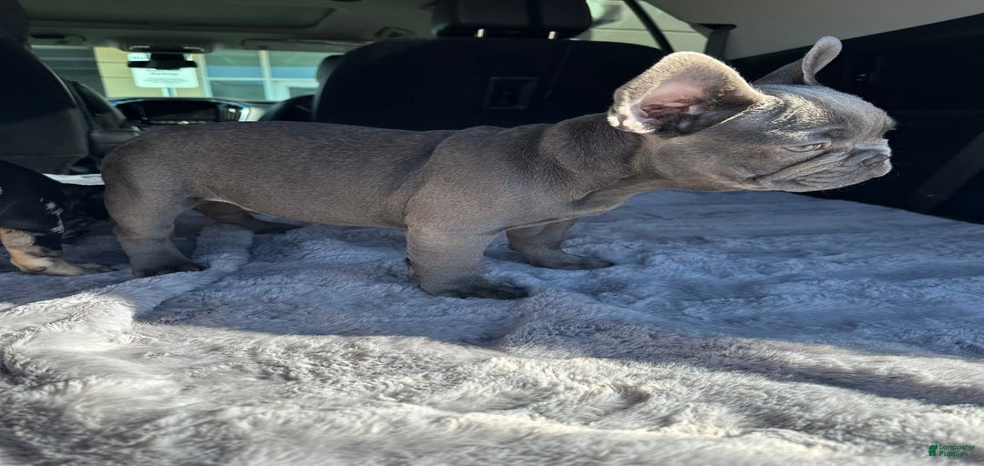 Gallery Image {{count}}