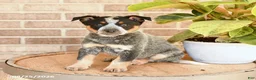 Australian Cattle Dog dogs for sale: Murphy - Ad 4