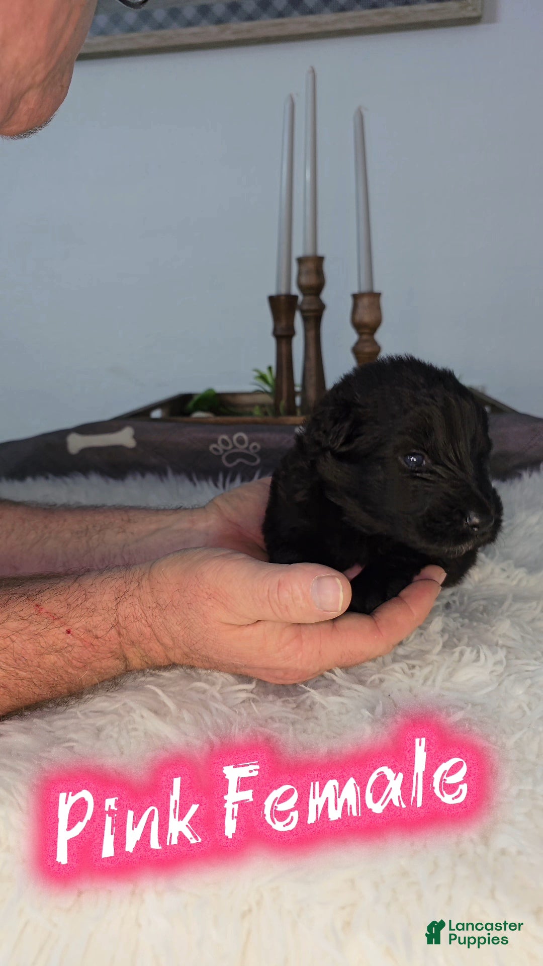 German Shepherd dogs Solid Black long hair Female Pink - Ad 1