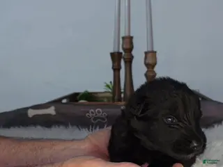 German Shepherd dogs for sale: Solid Black long hair Female Pink - Ad 4