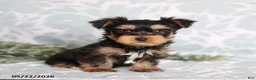 Yorkshire Terrier dogs for sale: Max - Ad 5