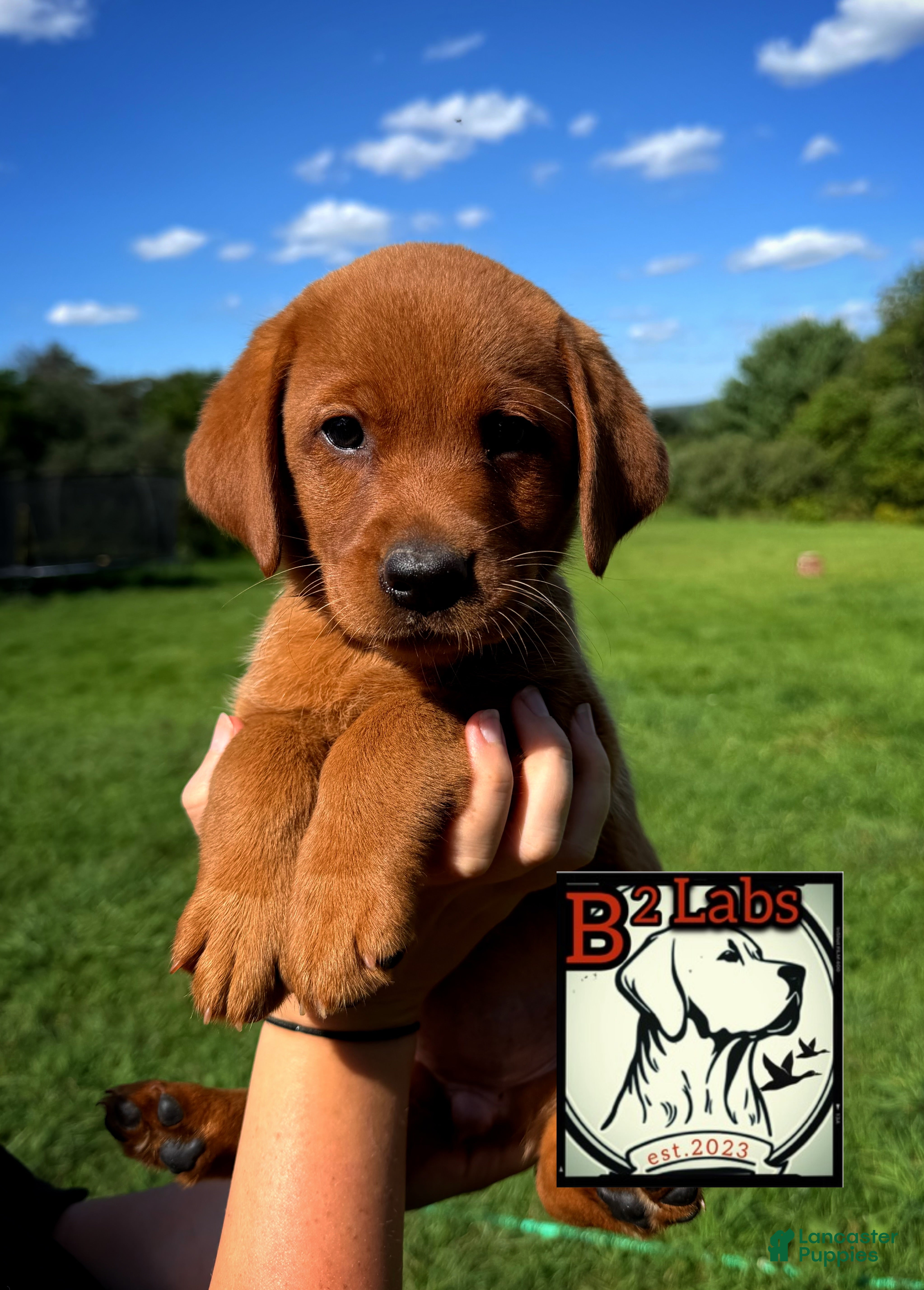 Labrador Retriever dogs Sadie - Ad 1