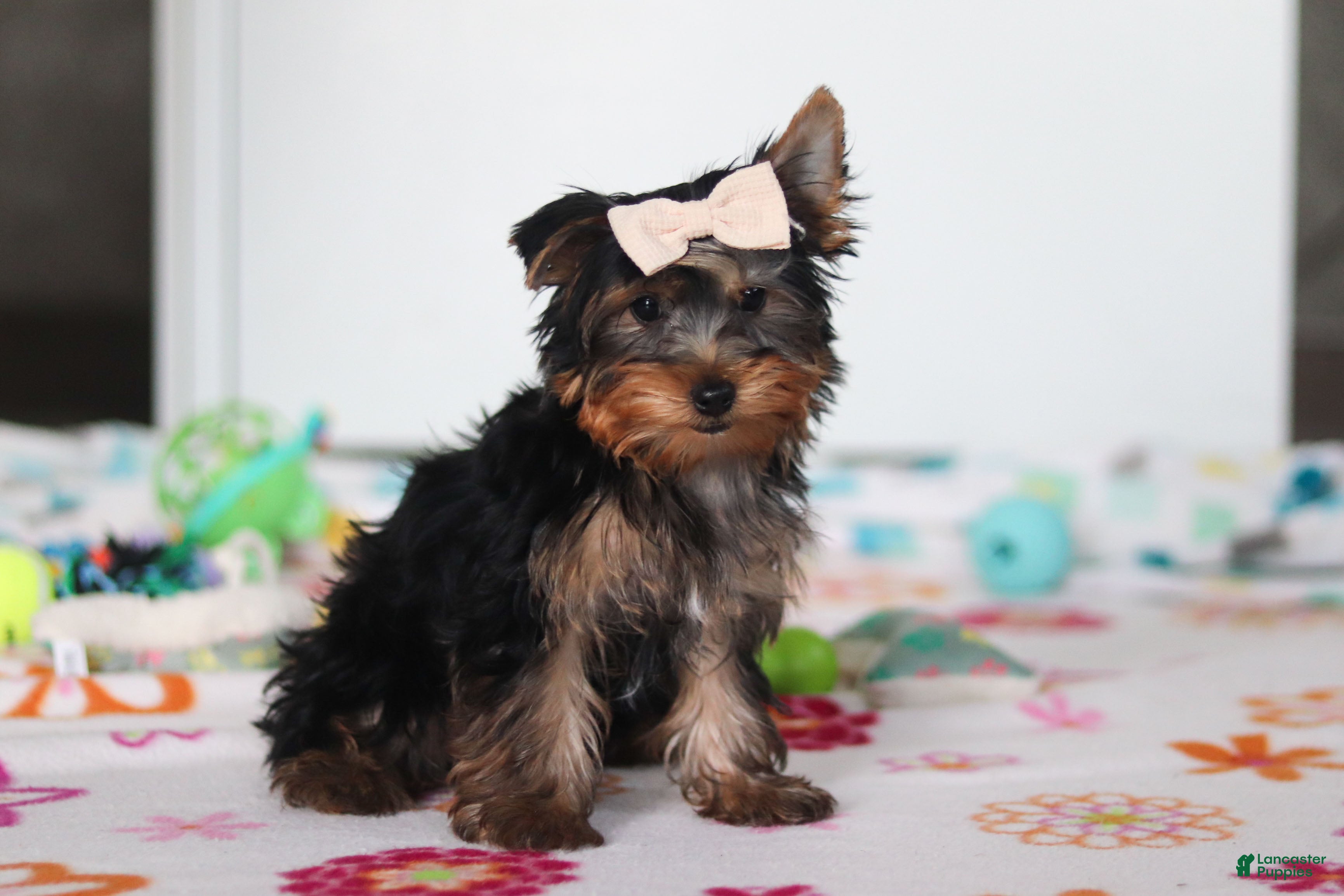 Yorkshire Terrier dogs Bella - Ad 1