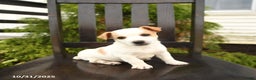 Jack Russell Terrier dogs for sale: Georgie - Ad 2