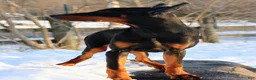 Doberman Pinscher dogs for sale: Chili - Ad 7