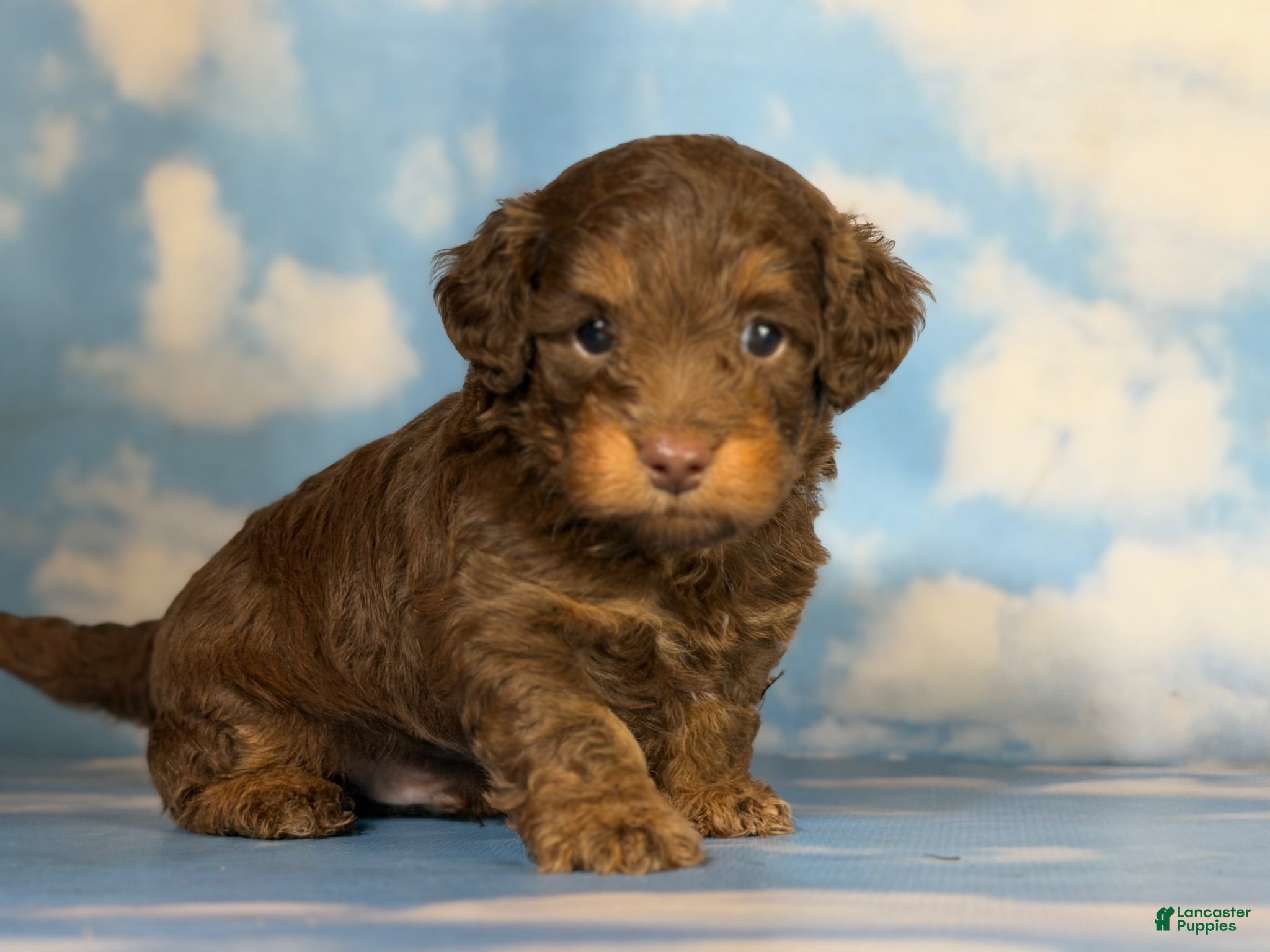 Doxiepoo dogs Hershey kiss  - Ad 1
