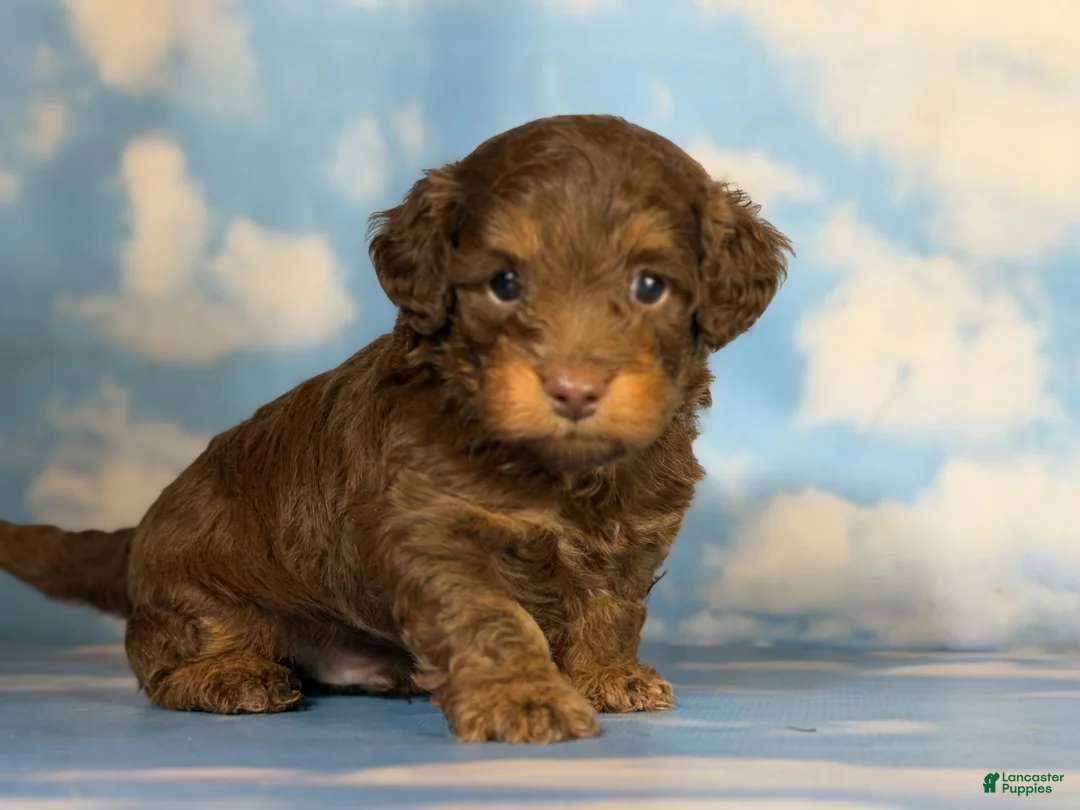 Doxiepoo dogs for sale: Hershey kiss  - Ad 1