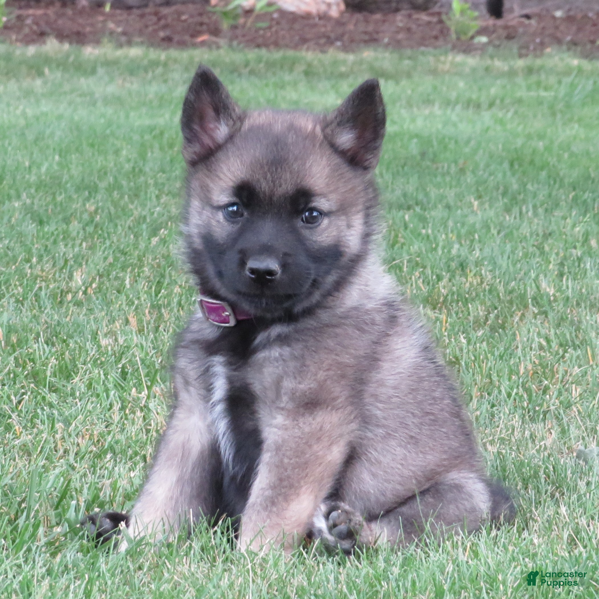 Norwegian Elkhound dogs Esteem - Ad 5