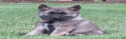 Norwegian Elkhound dogs for sale: Esteem - Ad 1