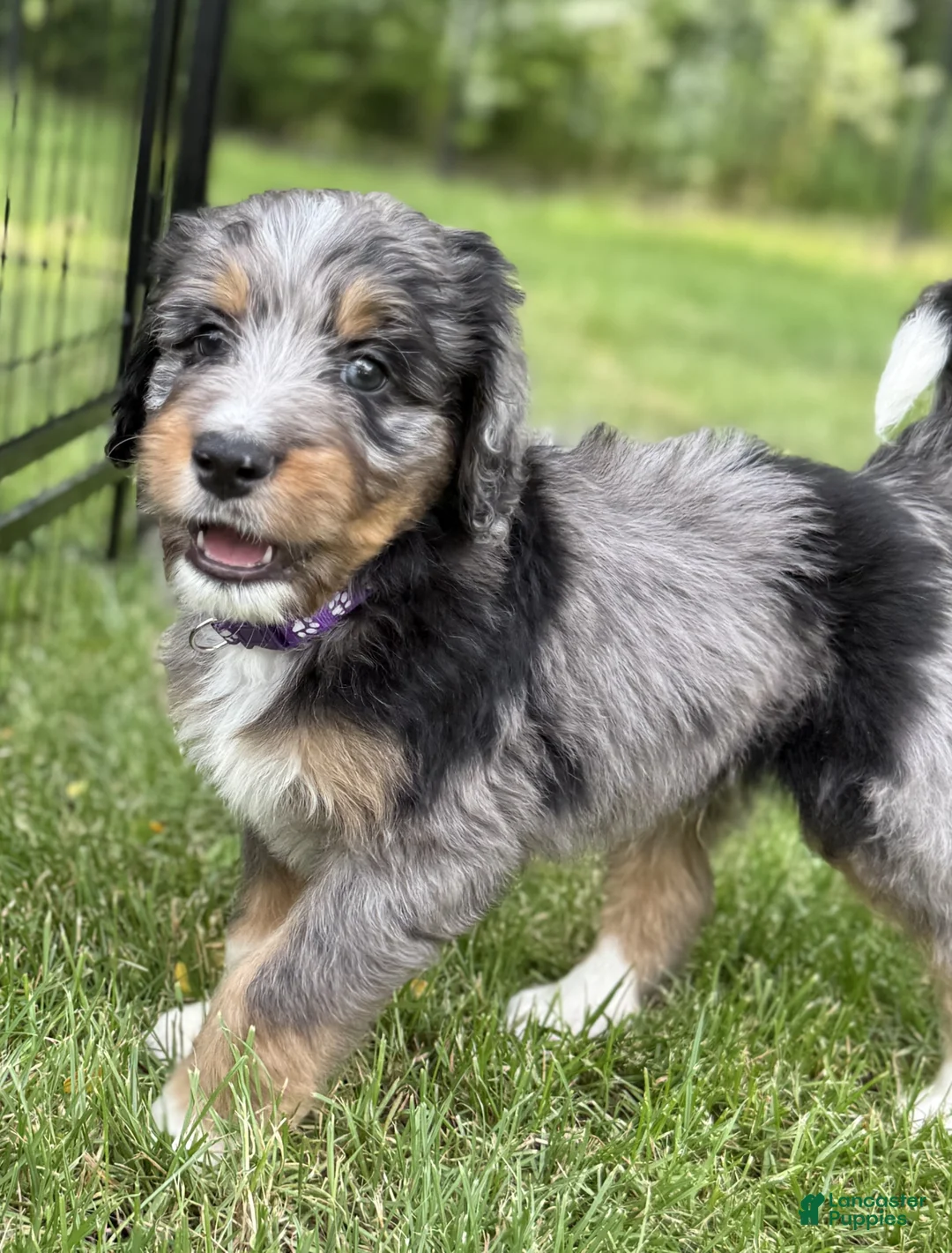 Bernedoodle dogs for sale: Copper - Ad 2