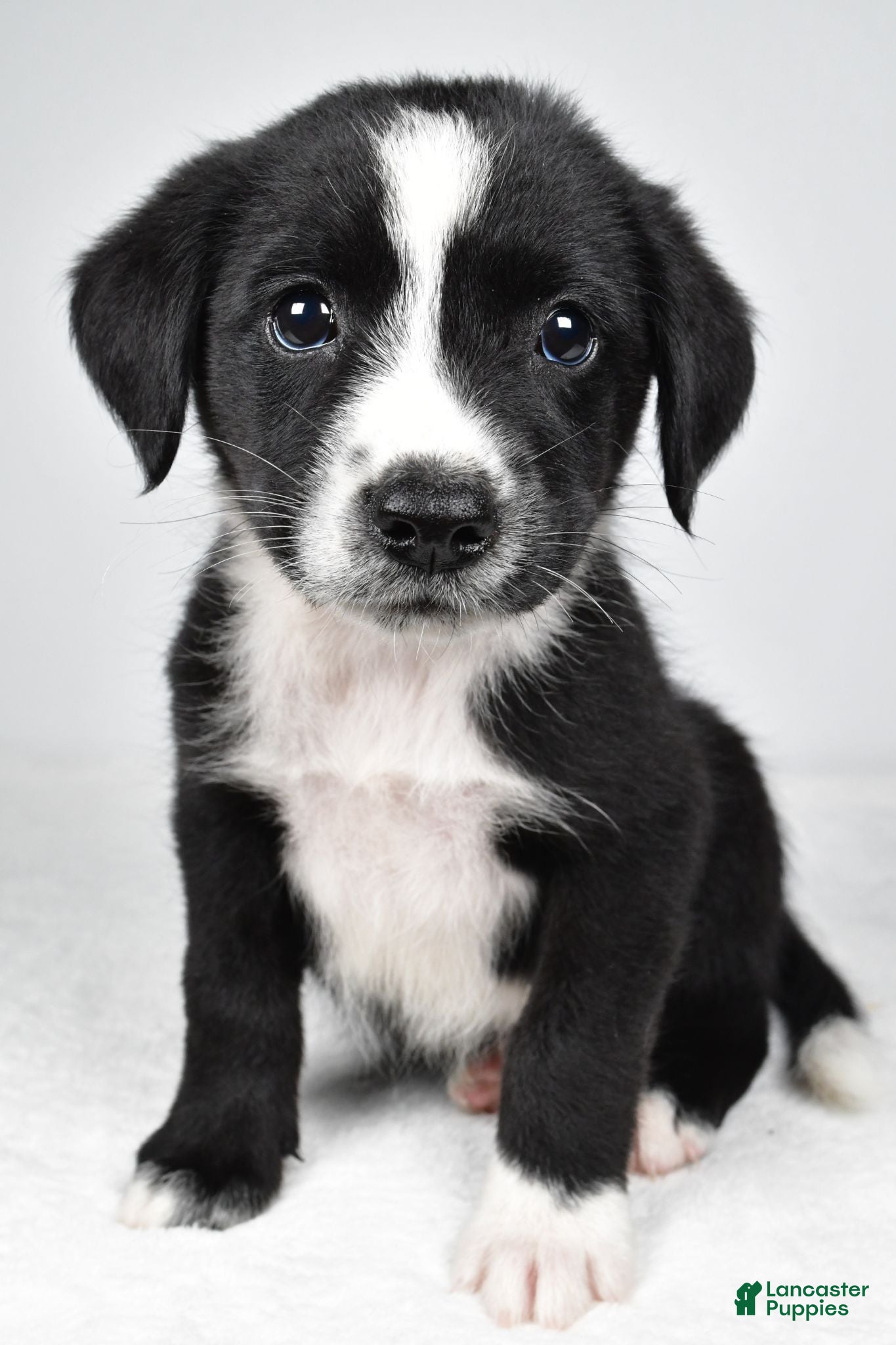 Mixed Breed dogs Misty - Ad 2