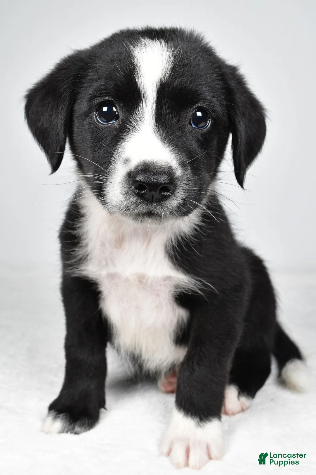 Mixed Breed dogs for sale: Misty - Ad 2