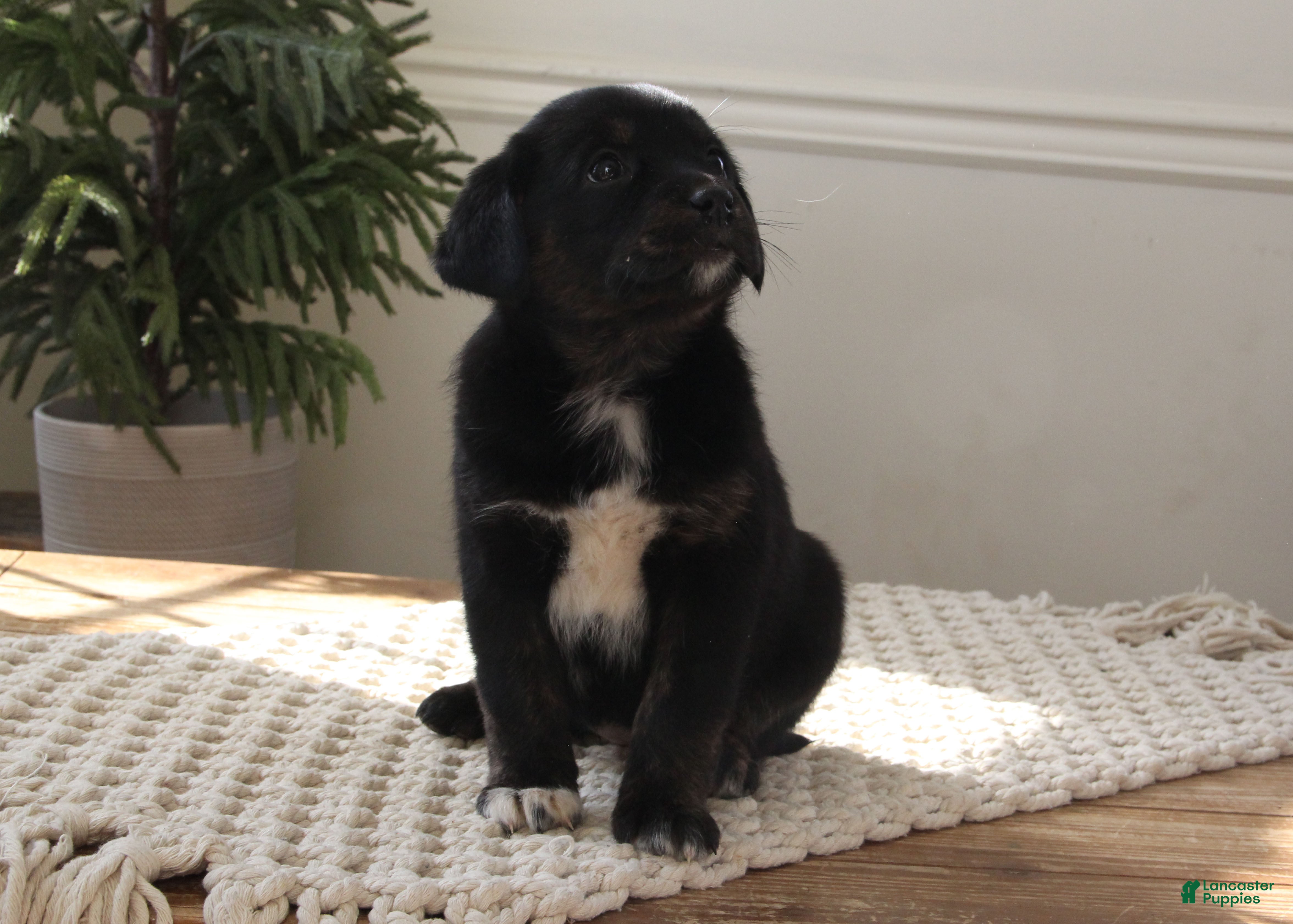 Mixed Breed dogs Mixed Breed Puppy 7 - Amanda - Ad 1