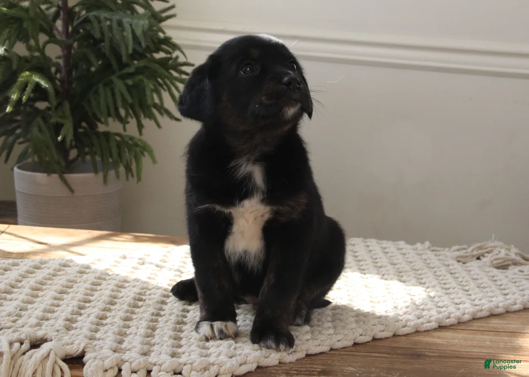 Mixed Breed dogs for sale: Mixed Breed Puppy 7 - Amanda - Ad 1