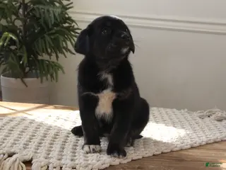 Mixed Breed dogs for sale: Mixed Breed Puppy 7 - Amanda - Ad 3