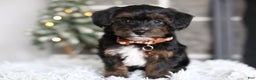 Yorkiepoo dogs for sale: Emmitt - Ad 3