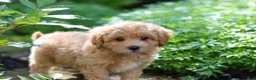 Maltipoo dogs for sale: Letty - Ad 9