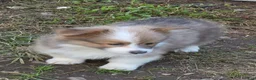 Welsh Corgi Pembroke dogs for sale: Dazzling Danny - Ad 23