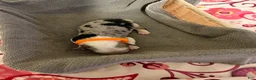 Mixed Breed dogs for sale: Orange - Ad 2