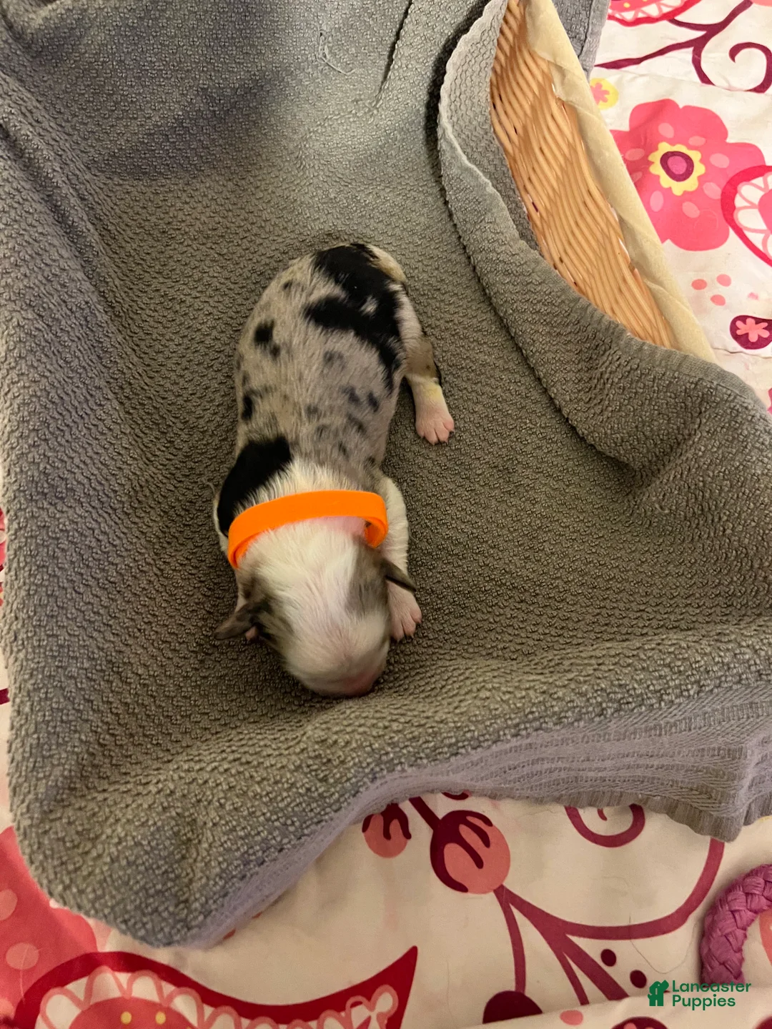 Mixed Breed dogs for sale: Orange - Ad 2