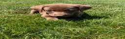 Labrador Retriever dogs for sale: Cassidy - Ad 5