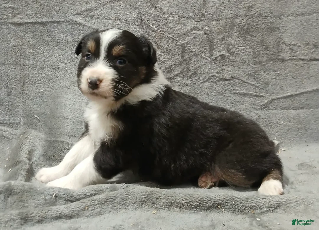 Australian Shepherd dogs for sale: Flynn - Ad 9