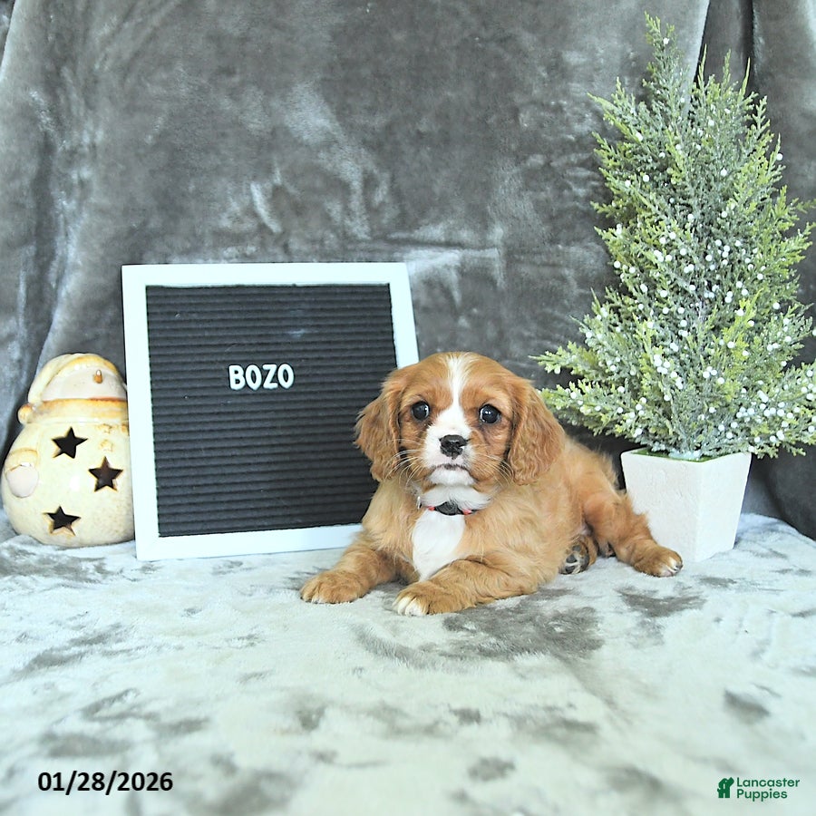 Cavalier King Charles Spaniel dogs Bozo - Ad 2