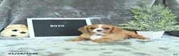 Cavalier King Charles Spaniel dogs for sale: Bozo - Ad 2