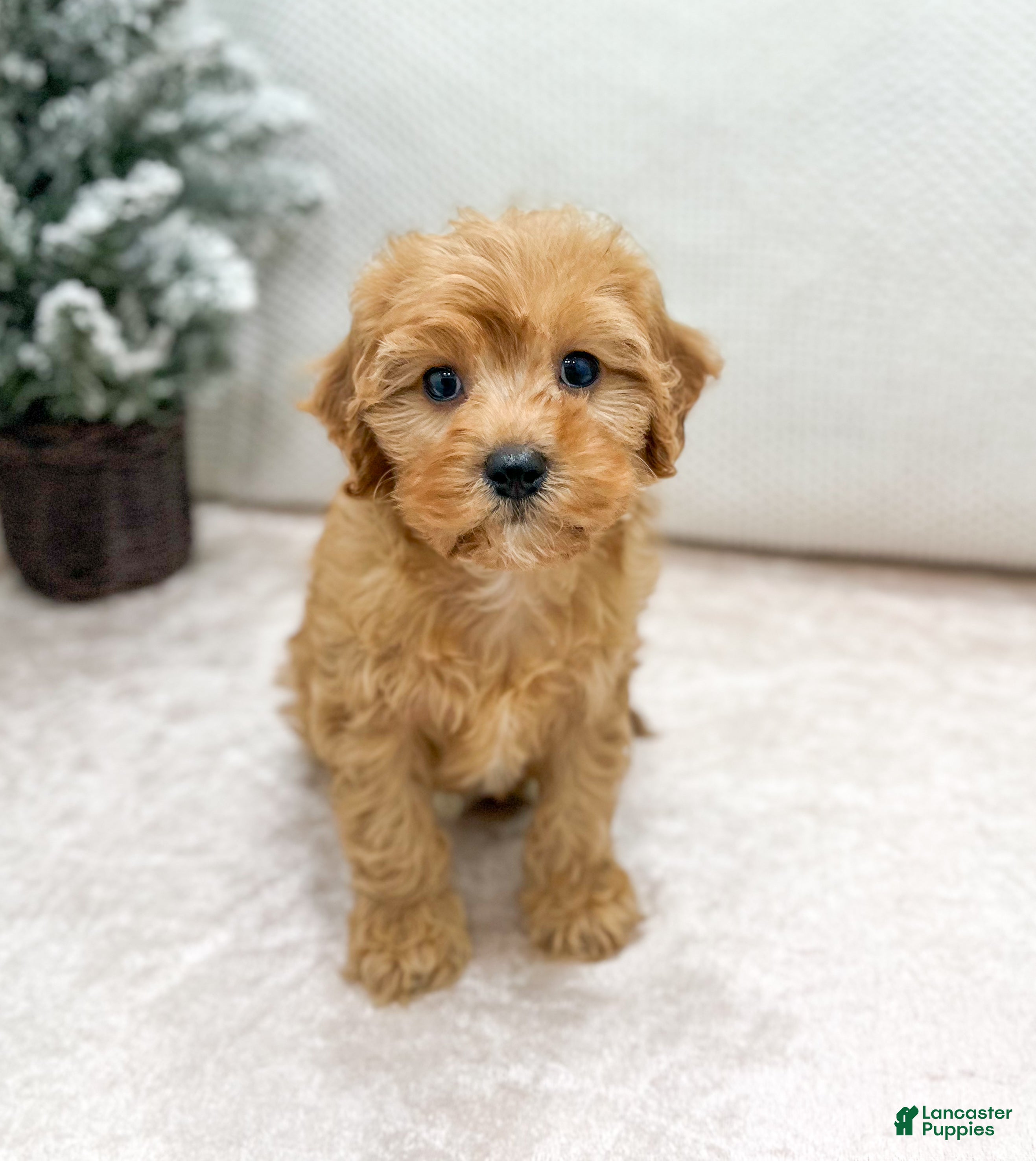 Cavapoo dogs Oakley - Ad 38