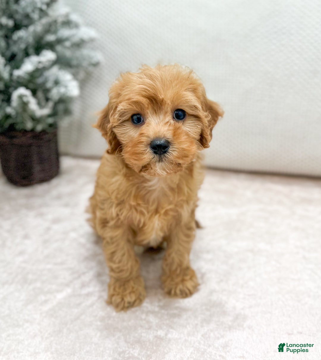 Cavapoo dogs for sale: Oakley - Ad 1