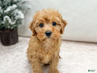 Cavapoo dogs Oakley - Ad 34
