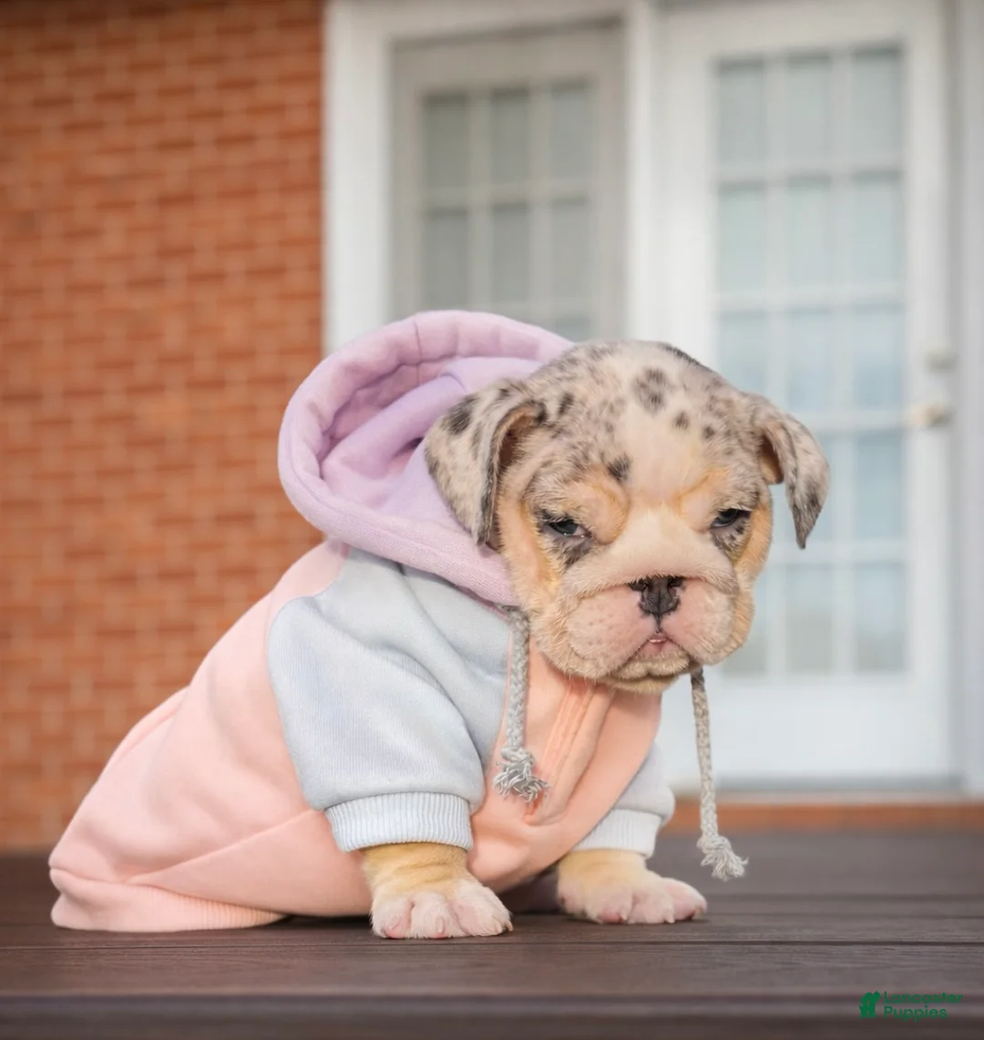 English Bulldog dogs for sale: Katerina - Ad 3