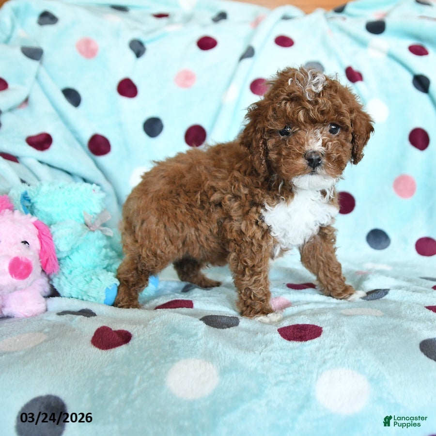 Miniature Poodle dogs Henry - Ad 1
