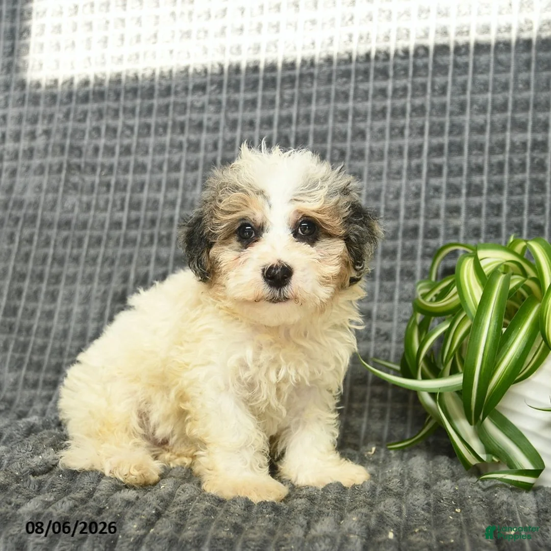 Maltipoo dogs for sale: Boomer  - Ad 1