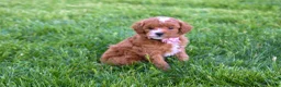 Miniature Poodle dogs for sale: Dixie 💕🐶 - Ad 9