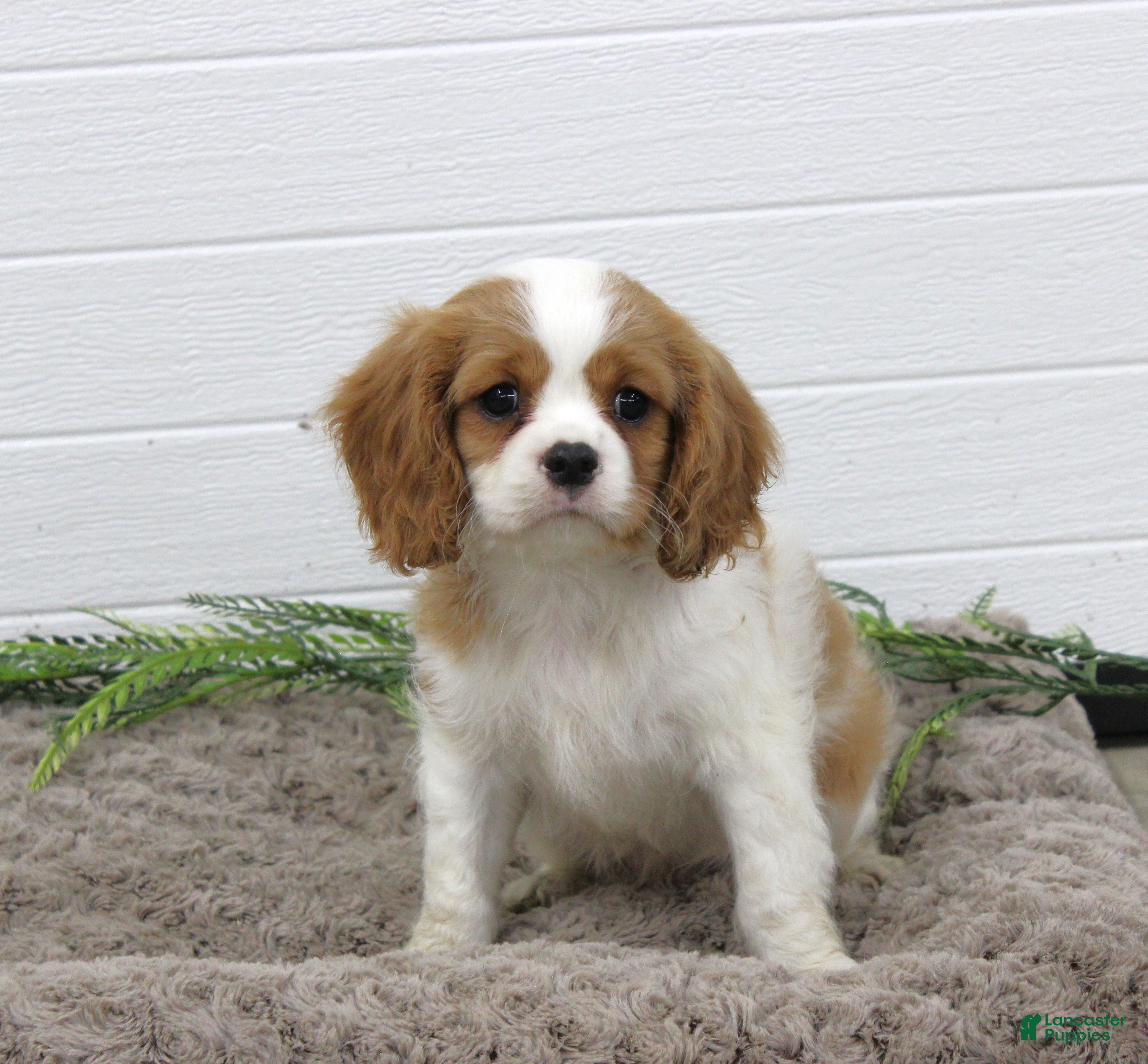 Cavalier King Charles Spaniel dogs Huxley - Ad 2