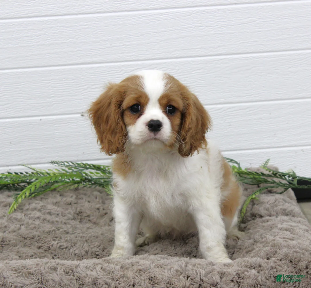 Cavalier King Charles Spaniel dogs for sale: Huxley - Ad 2