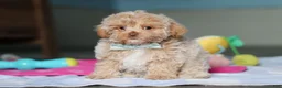 Mixed Breed dogs for sale: Sampson - Ad 5