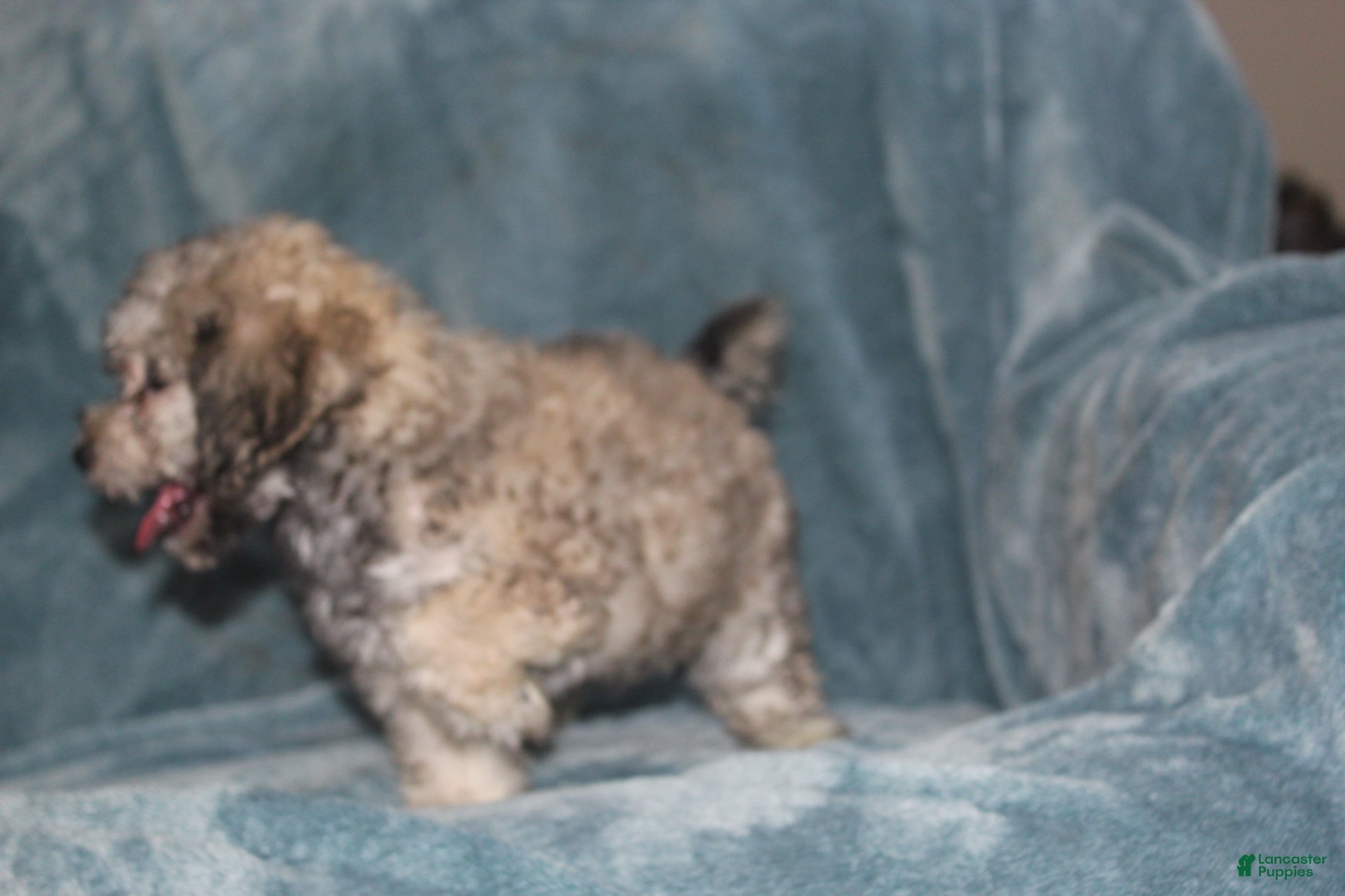 Miniature Poodle dogs Smokey - Ad 2