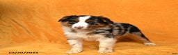 Australian Shepherd dogs for sale: Polly - Ad 2