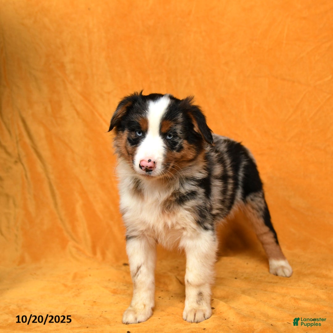 Australian Shepherd dogs for sale: Polly - Ad 2