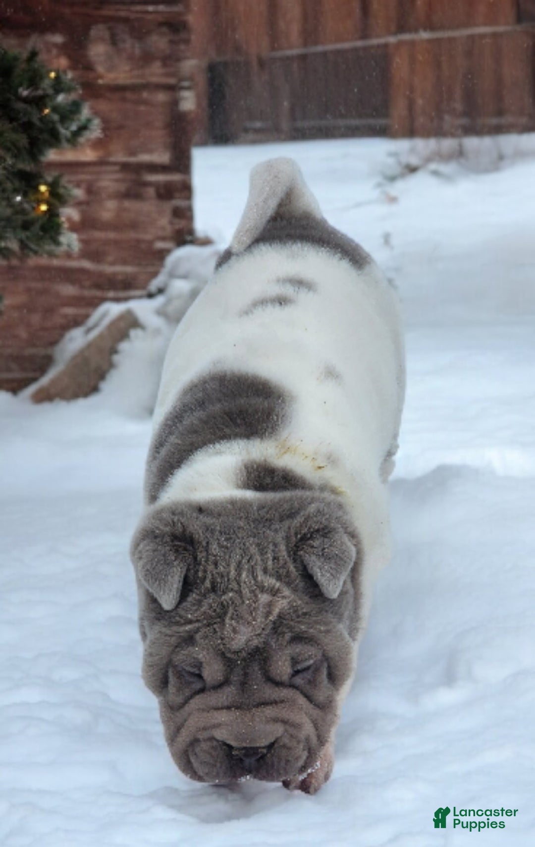 Shar Pei dogs for sale: Lilly lilac flower mini  - Ad 11