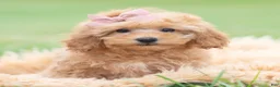 Maltipoo dogs for sale: Sunshine - Ad 3